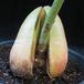 Avocado persea americana SIfr