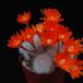 Aylostera albipilosa-1