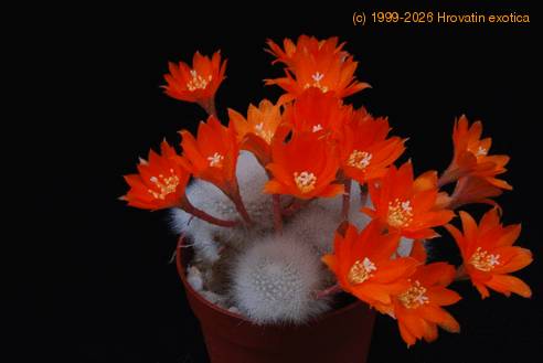 Aylostera albipilosa-1