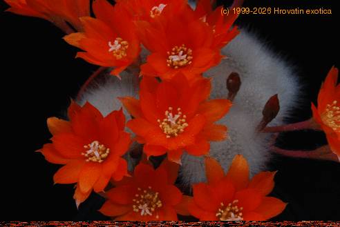 Aylostera albipilosa-2