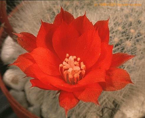 Aylostera albipilosa-711