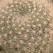Aylostera albipilosa-712