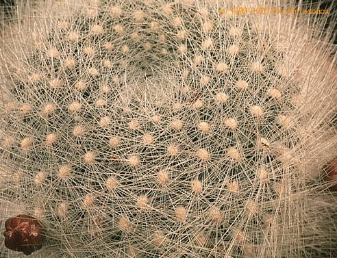 Aylostera albipilosa-712