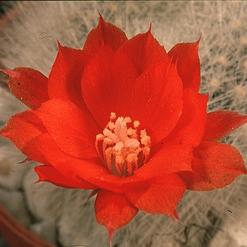 Aylostera albipilosa