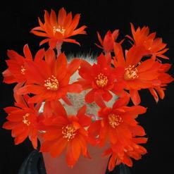 Aylostera cv.
