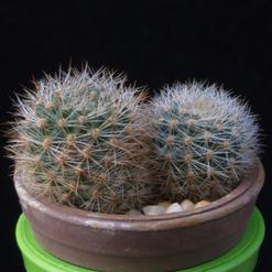 Aylostera kieslingii