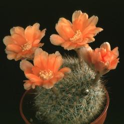 Aylostera kieslingii