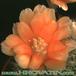 Aylostera kieslingii flower 145