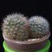 Aylostera kieslingii MOP