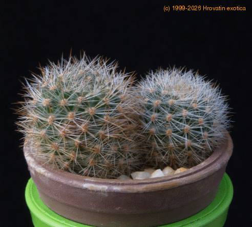 Aylostera kieslingii MOP