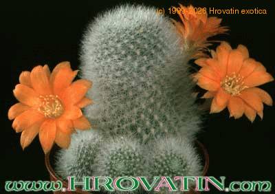 Aylostera muscula 272