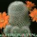 Aylostera muscula 272