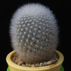 Aylostera muscula