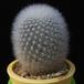 Aylostera muscula MOP