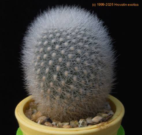 Aylostera muscula MOP