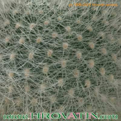 Aylostera muscula thorn 274