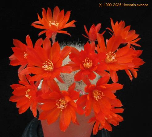 Aylostera spinos body