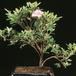 Azalea  2645