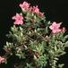Azalea 2654