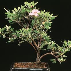 Azalea