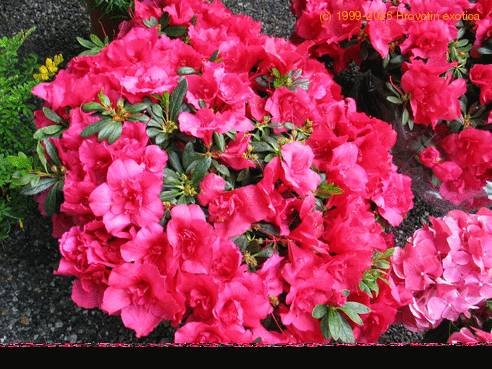 Azalea