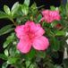 Azalea bonsai flower