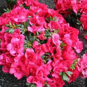 Azalea indica