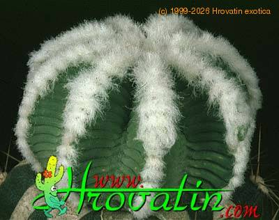 Aztekium hintonii 399