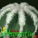 Aztekium hintonii 399