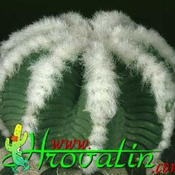 Aztekium hintonii