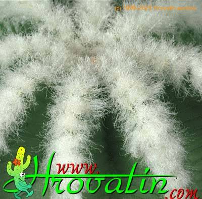 Aztekium hintonii thorn 400