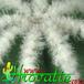 Aztekium hintonii thorn 400