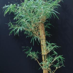 Bambusa vulgaris
