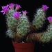 Bartschella schumanii SIb