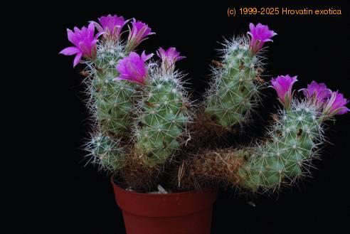 Bartschella schumanii SIb