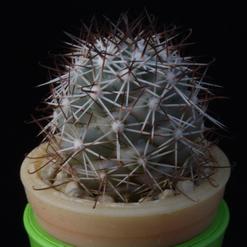 Bartschella schumannii