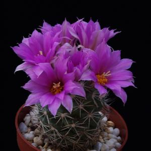 Bartschella schumannii