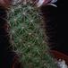 Bartschella schumannii globosa SIt