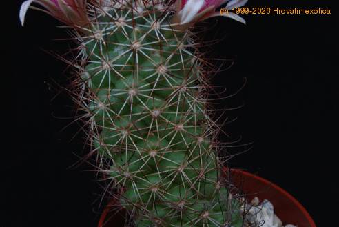 Bartschella schumannii globosa SIt