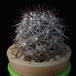 Bartschella schumannii MOP