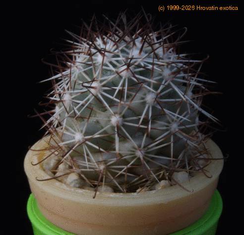 Bartschella schumannii MOP