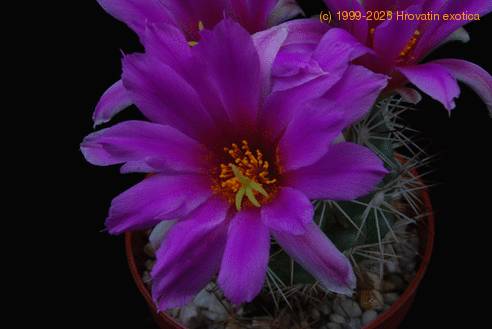 Bartschella schumannii SIf