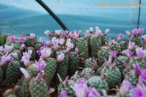 Bartschella schumannii SIns