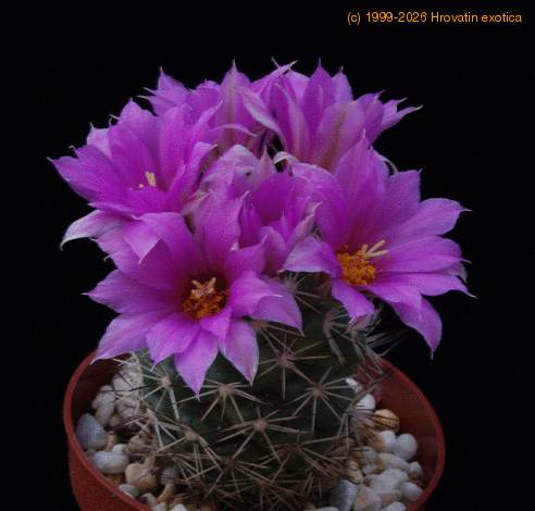 Bartschella schumannii SSPP