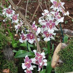 Beallara tahoma