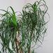 Beaucarnea recurvata 1