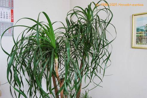 Beaucarnea recurvata 1