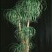 Beaucarnea recurvata 1652