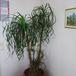 Beaucarnea recurvata 2