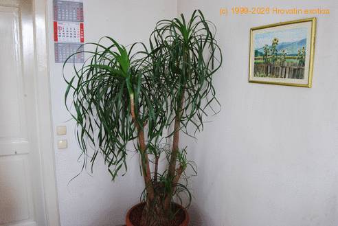 Beaucarnea recurvata 2